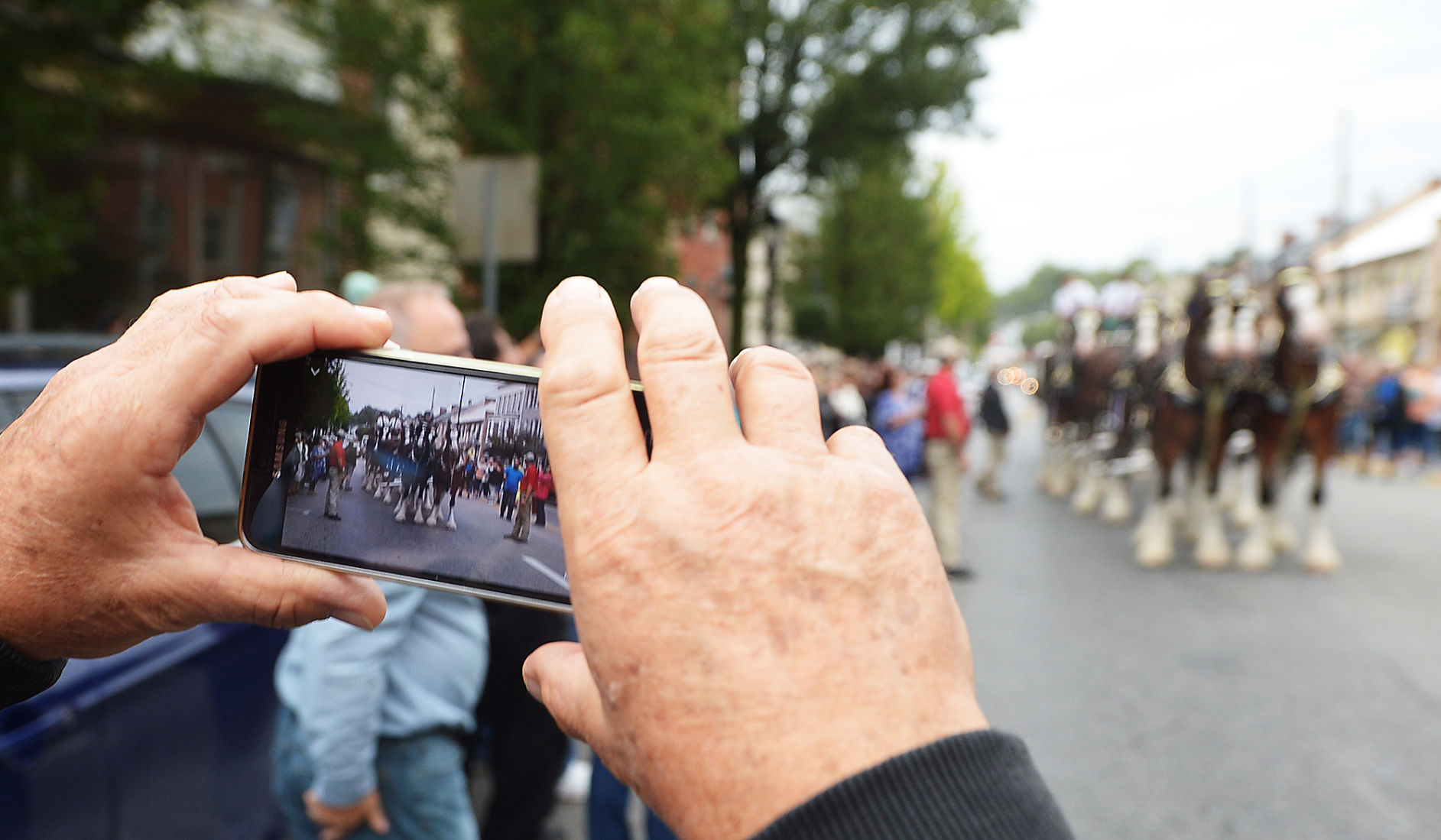 Budweiser Clydesdales Visit Shippensburg